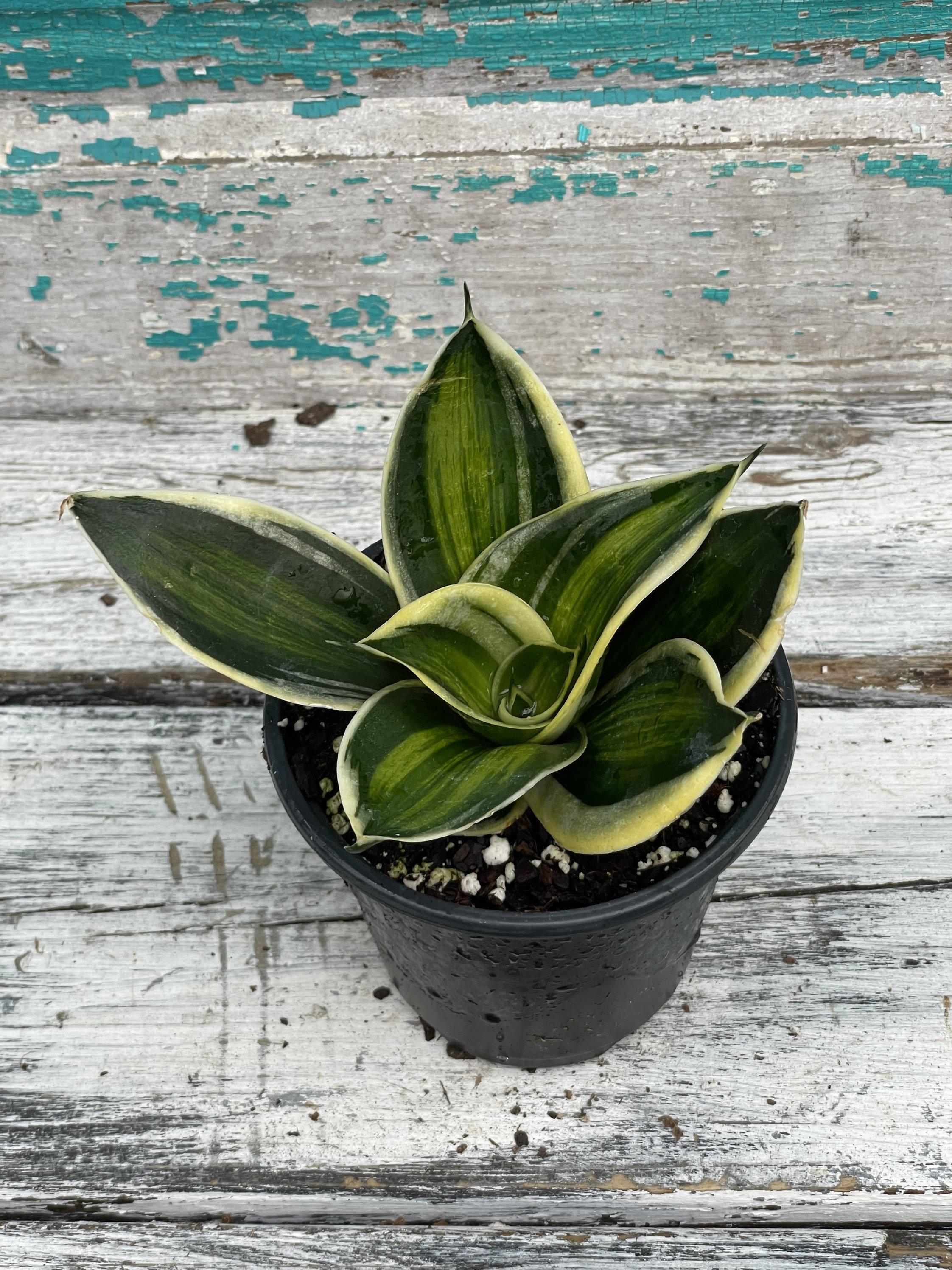 Sansevieria 'Stars and Stripes'- 4 Pot
