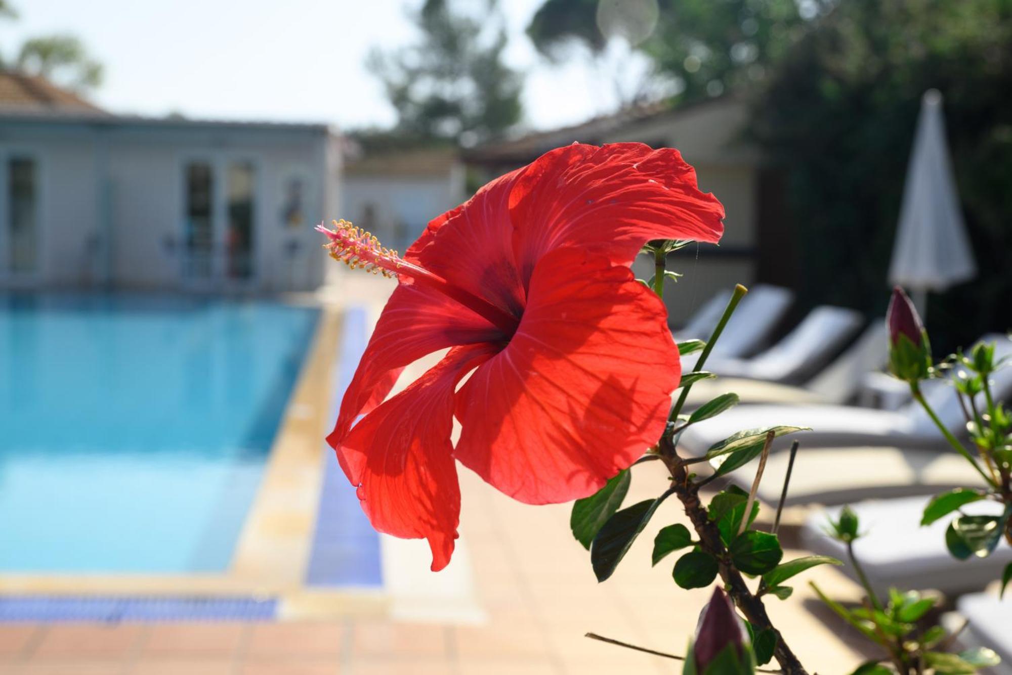 Annex Standard Swim Up Room