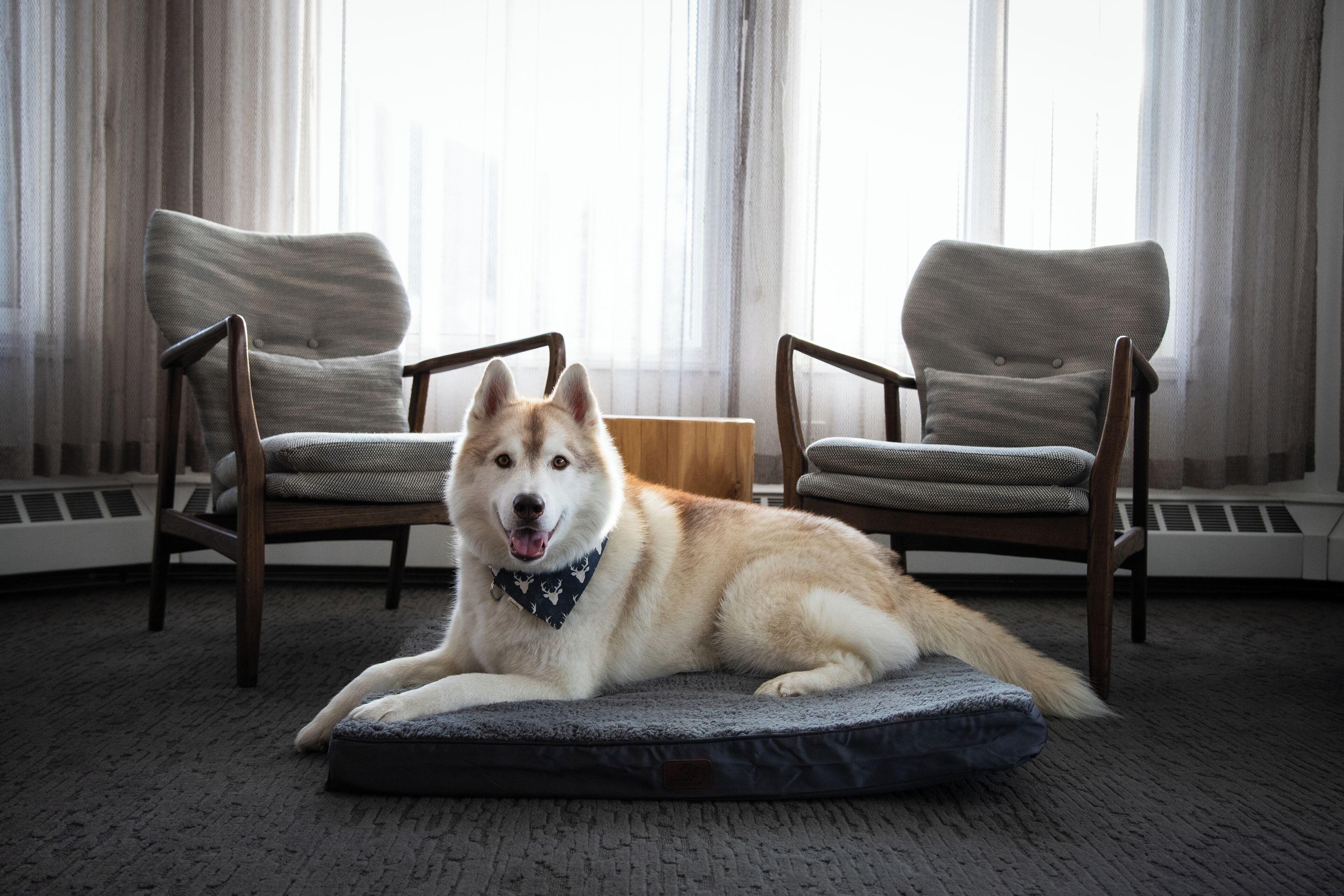 Standard Queen Room Two Queen Beds Pet Friendly