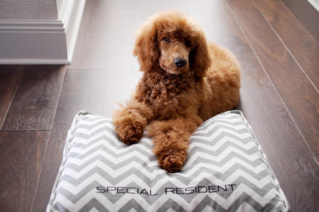 Queen Room - Disability Access,280797253:JPEG