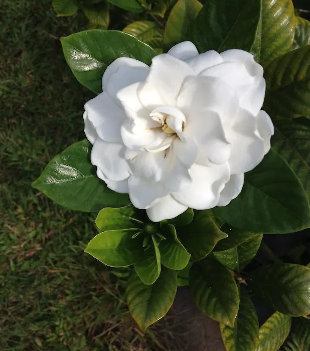 Heavenly Hana Paradise-1