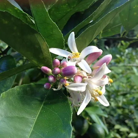 Heavenly Hana Paradise-3