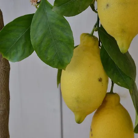 La Combriccola-2