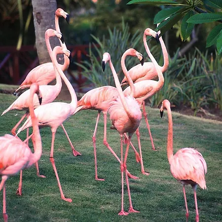 Natura Park Beach & Spa Eco Resort-2