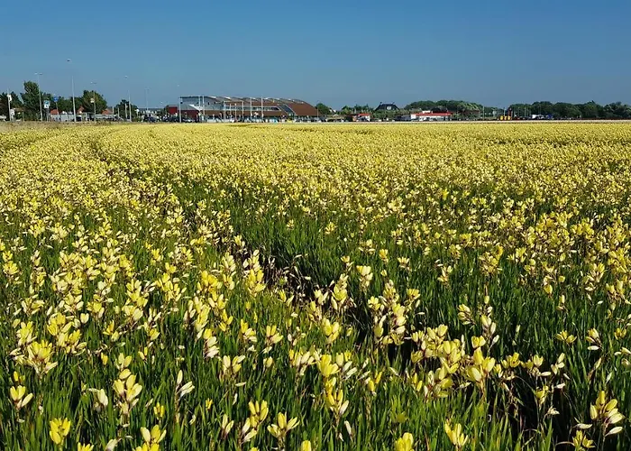 'Heerlijk Zomerhuis Vlakbij Strand En Duinen'
