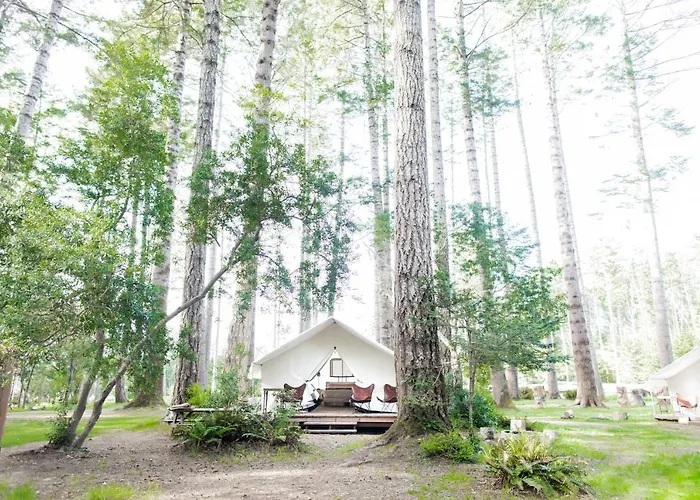 Mendocino Grove
