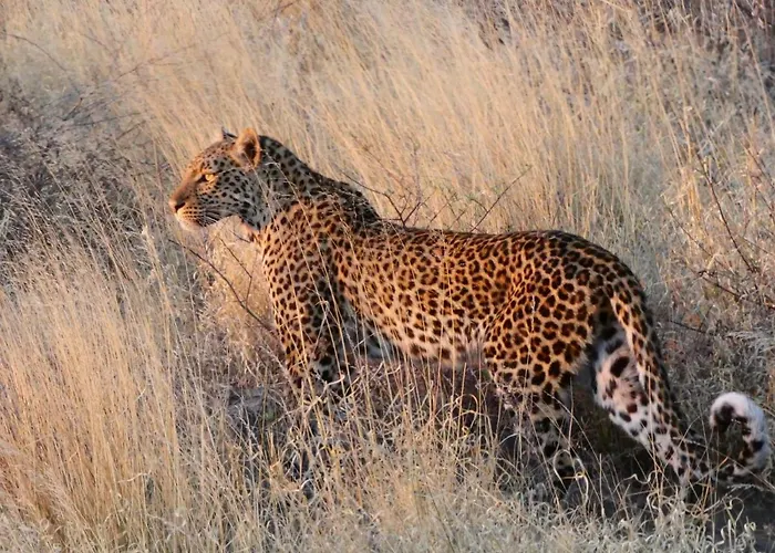 Ngangane Lodge & Reserve