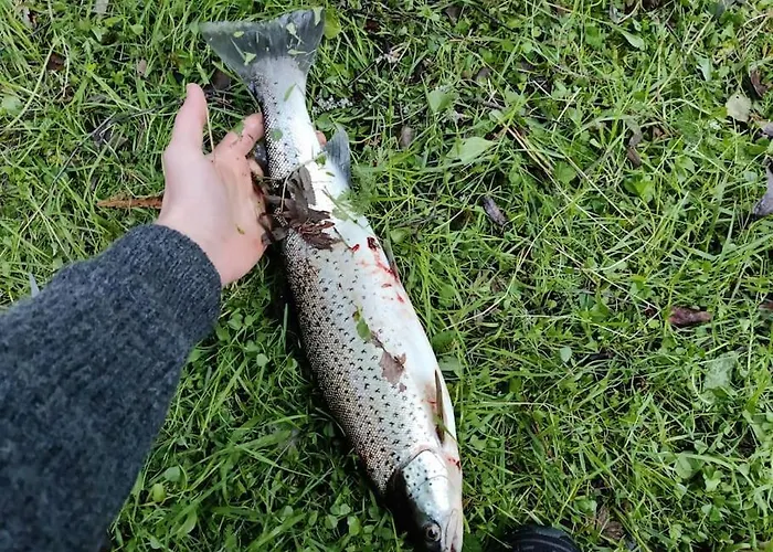 Sjogata Riverside Rental And Salmon Fishing