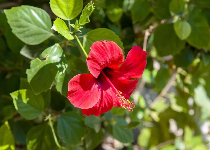 Elafonisi Village