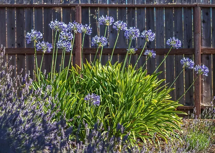 Lavender House Near Napa And San Francisco