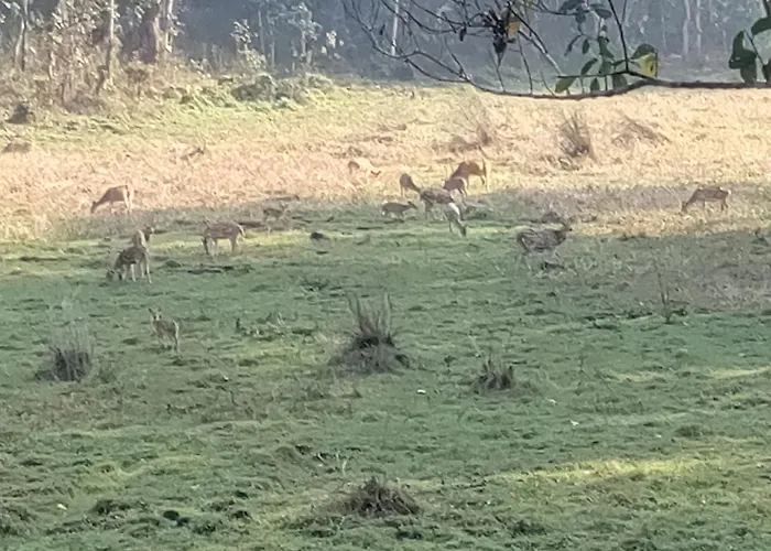 Safari Wildlife Lodge & Camp