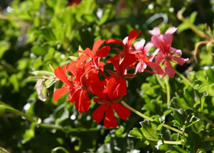 Logis Hotel Restaurant Les Geraniums