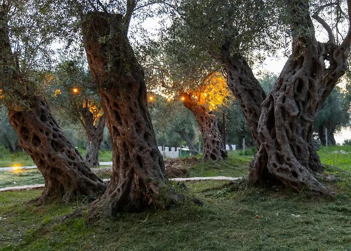 Mashtra - The Olive House