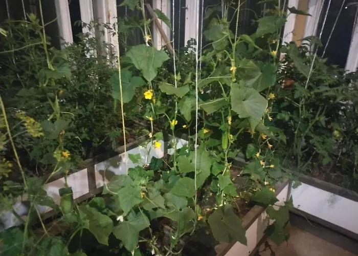 Sevan Backstage Garden