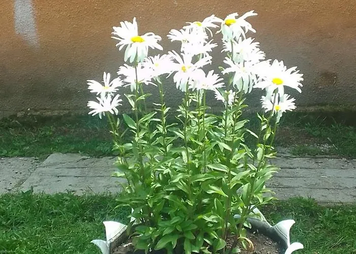 Sevan Garden Complex
