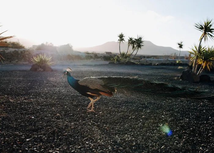 Surf & Yoga Retreats Fuerteventura