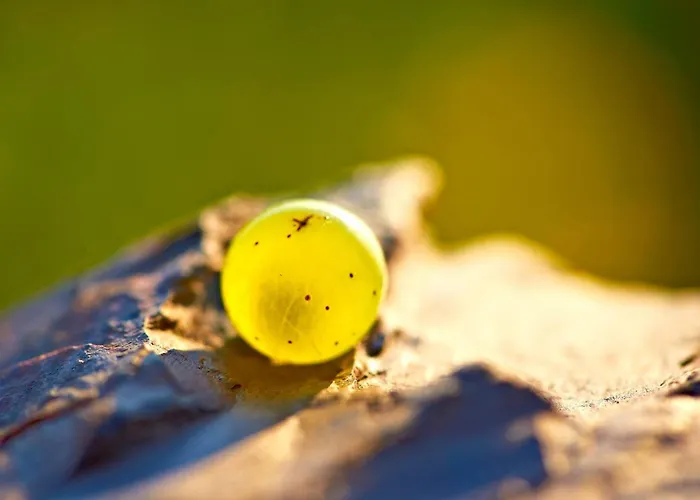 Hotel Zehnthof