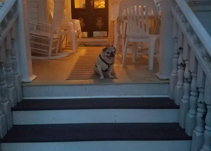 Boutique Dog Friendly Hotel Ocean City Mansion