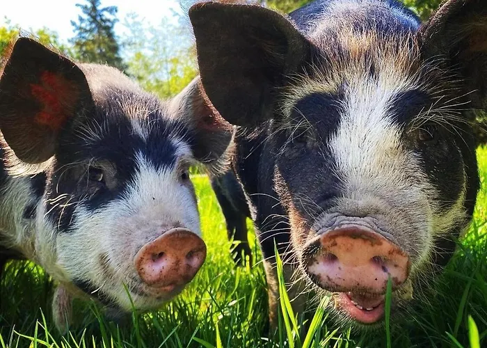 Relaxing Farm Retreat- Fresh Eggs With Every Stay!
