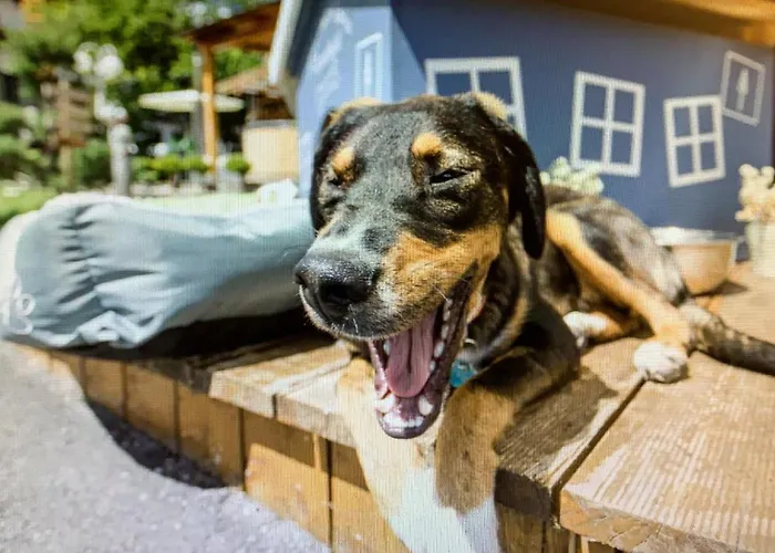 ALPENHOTEL TYROL - B&B - ADULTS ONLY - Alpines Lifestyle-Konzepthotel - dog friendly