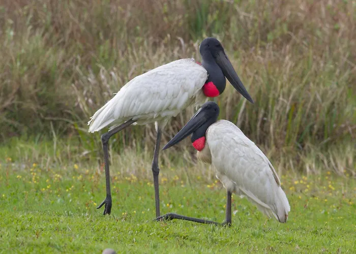 Wild Wetlands Lodge