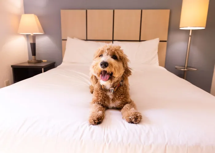 Sonesta Simply Suites Boston Braintree