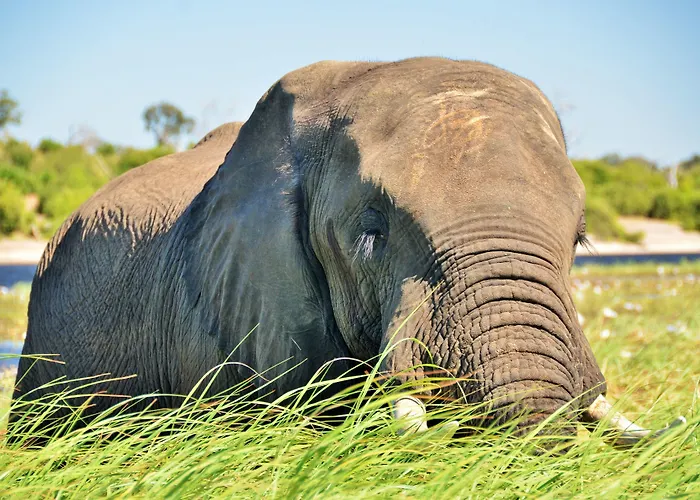 Thebe River Safaris
