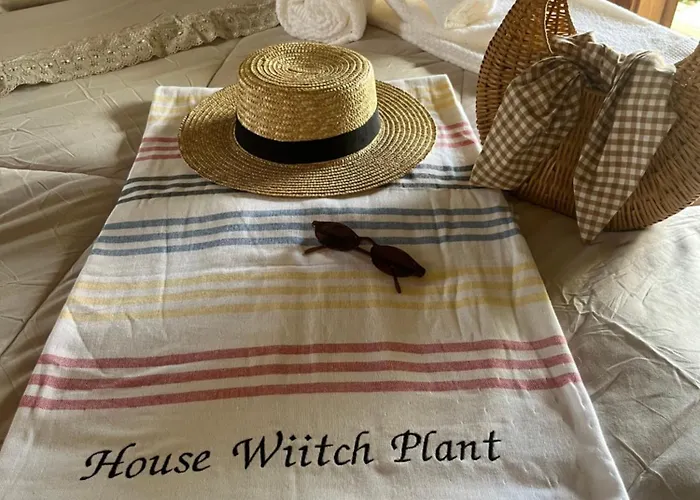 House Wiitch Plant