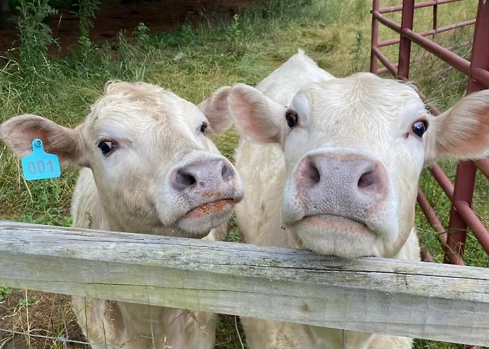 The Cozy Cow Cottage