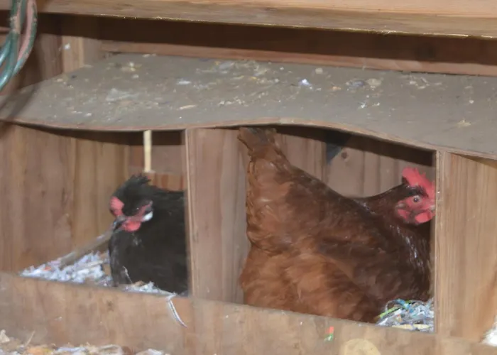 House On 5 Acres With Farm Animals In Bothell, Close To Seattle Bellevue Kirkland Woodinville