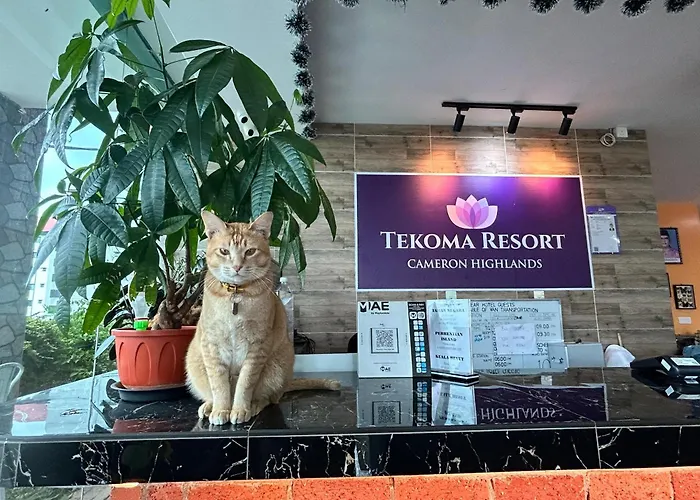 Tekoma Hotel&Hostel Cameron Highlands - FREE SHUTTLE SERVICE