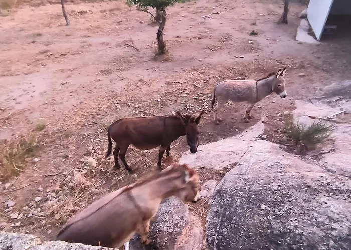 Tapada Das Carvalhas