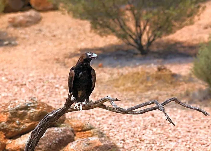 Ibis Styles Alice Springs Oasis