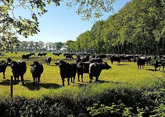 Vakantiepark Camping De Peelpoort