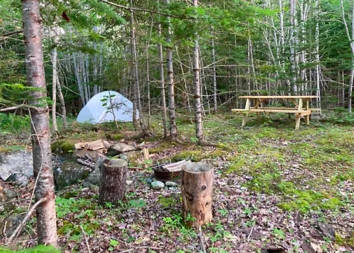 Forest Camps