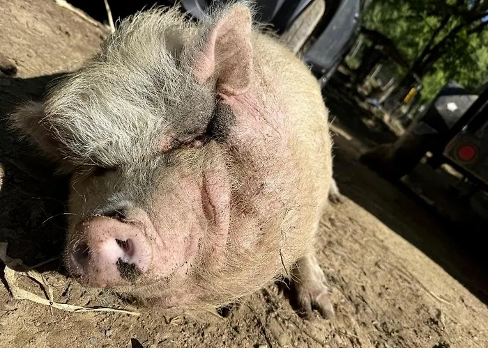 Cute Off-Grid Camper On An Exotic-Animal Farm For A Unique Getaway Near Charleston, West Virginia
