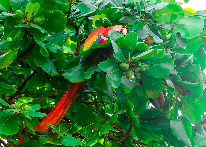 Hotel Hoja De Oro Corcovado